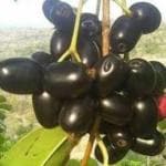 Gardening Paradise BLACK JAMUN GRAFTED THAI VARIETY HYBRID LIVE PLANTS| FRESH & HEALTHY LIVE PLANTS