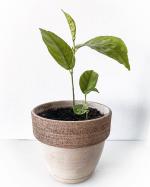 Cloud Farm Hybrid Jackfruit Plant - 200 mm 057