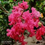 GREEN LINE Furush White Colour ZZ Sawani Jarul Crepe Myrtle Lagerstroemia Indica Flower 1.5-2 ft