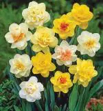 Radha Krishna Agriculture Daffodil Double Flower Bulbs