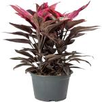 PLATONE Dracaena Plant_Dracena Plant RB jhhg(x26