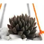 Hillmart Black Live Sino Crassula Succulent Plant With Free Hanging Pot