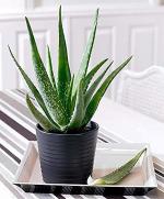 Zomoloco Aloe Vera Plantelobera PlantSaraswati Gardens Rare