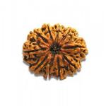 Feel Touch Mart 10 Mukhi Rudraksha (10 mukhi) Nepal Rudraksha by Lab Certified