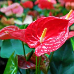 Ashokavanam Anthurium plant (Red)