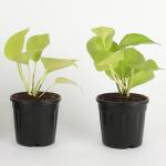 Ferns N Petals Combo Of Golden Money Plant (Set Of 2)