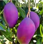 Oxiflora Purple Japanese Miyazaki Mango Plant Hybrid Miyazaki Mango Plant Original Rare Live Mango Fruit Plant pack of 1