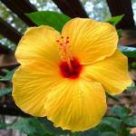 Cloud Farm Hybrid Yellow Hibiscus Plant - 200 mm CF2053