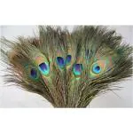 CRAFT WAFT Natural Real Peacock Feather Tails, Mor Pankh for Home Decor, Good Luck, Art and Craft and Worship - Pack of 10 (9 Inch)