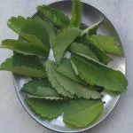 Kapebonavista Kapebonavista Patharchatta Leaf of Life Miracle Leaf Amar Poi Kop Pata Bryophyllum Pinnatum Stone of Kidney Plant