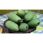 Exotica Orchids Thai Chok Anan Mango Plant-Grafted