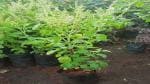 Platone Tulsi Plant Krishna Tulsi Plant