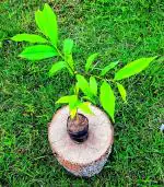 Rudeez Agrofarm Live Assam Grown Agar Wood Plant//Most Expensive Scented Wood Plant Sapling (Pack of 1)