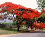 M-Tech Gardens Rare Red Gulmohar Flower Tree 10 Seeds for Growing