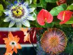 NooElec Seeds India Exotic Flower Seeds Combo - Protea, Anthurium, Amaryllis, Passion Flower- 15 Seeds Each