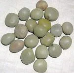 Green India Katkaranj / Saargota/ Caesalpinia Bonduc / Lata Karanj /Letaguti seeds_120 seed