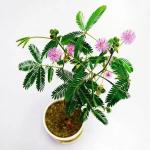Heaven Of Saplings Shami/Jand Plant (Pack of 1)