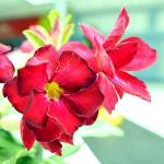 Corofitam Ficus BonsaiBot PlantAdenium Plant, Desert Rose (Red Double) - Plant