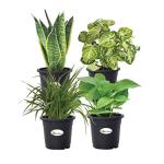 Going Greens Combo of Air Purifying Indoor Plants - Snake plant, Money Plant Green, Syngonium Plant & Spider Plant