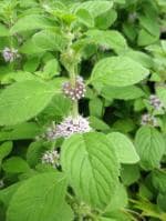 Plantzoin Field mint Ban pudina Mentha arvensis Pippermint Live Plant
