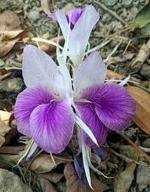 PARYAVARAAN Kaempferia Rotunda Pack of 2 Bulbs