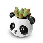Hillmart Natural Live Pachyveria Royal Flush Succulent Plant With Cute Panda Resin Pot