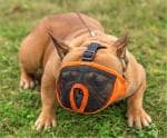 Pets Empire Short Snout Dog Muzzle 9-12 Inch, S