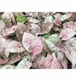 Bio Blooms Agro Pink Syngonium Living Indoor Plants