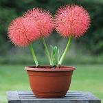 PARYAVARAAN Football Lily Flower Bulbs Summer Bulbs For home Gardening pack of 1 bulbs
