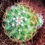Ashokavanam Gymnocalycium Bruchii Cactus Plant