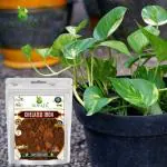Sovata Chelated Iron, Powerful Essential Organic Fertilizer for Fast Growth of All Plants. (200 gm)