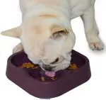 Pets Empire Healthy Slow Feeding Dog Water Bowl For French Bulldog (Coffee)