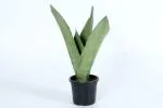 Shivoham Plant Gallery Moonshine Sansevieria|Indoor Good Luck Air Purifying Live Plant|