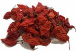 Shirish Masala Bhut Jolokia Chilli 100 Grams| Ghost Pepper | Hottest Naga King Dry Red Chilli (Oven Dried) 40-45 Chilli Pods