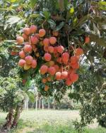 Cloud Farm Air Layered Hybrid Kasba Litchi Plant Healthy Plant [CF40251]