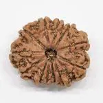 Feel Touch Mart Twelve Face 12 Mukhi Natural Nepal Rudraksha Barah Mukhi Bead by Lab Certified
