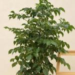 Hug A Plant China Baby Doll (Small) (Radermachera sinica) Ornamental Live Plant in Ploybag (Home & Garden)