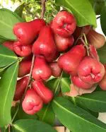 Corofitam Cashew Apple PlantKaju Badam PlantRose Water Apple/ Wax Apple / Java rose apple / Jamrul Fruit Live Plant[CF21441]
