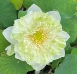 Indian Gardens Lotus Live Plant Rare Green Apple code 8
