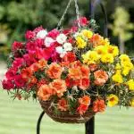 PARYAVARAAN Portulaca Moss Rose Flower Seeds For Gardening Pack of 50 seeds
