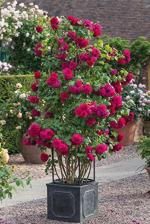 Zomoloco Flower Rose Hybrid Plant - 135 Mm