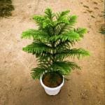 Dishita - Go Green decorative Christmas Tree indoor plants Outdoor/Indor For Garden and Home