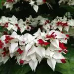 ONLINE PLANT BAZAR BLEEDING HEART FLOWER PLANT(PACK OF-1)