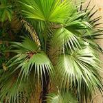 Kapebonavista thrinax Radiata