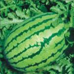 PRADHAM SEEDS WATERMELON Seed (5 g)