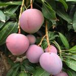 GREEN LINE Nursery Tommy Atkins Mango Hybrid 1 Healthy Live Plant Fruit Plant Aam King of fruits for Outdoor Garden (Grafted Plant, 1) 3 Feet Height