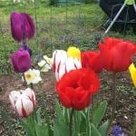 PARYAVARAAN Tulip Flower Bulbs Mixed Colour- Pack Of 10 Bulbs