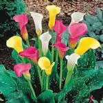 PARYAVARAAN Calla Lily Flower Bulbs Multicolour Pack of 2 Bulbs
