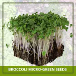 Farmgokart 300 Nos of BROCCOLI Microgreen Seeds | Best Suitable For Terrace And Home Gardening-