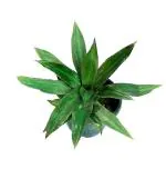 ROOKHRAJ PAUDHSHALA Good Luck Kuber Plant, Outdoor Hanging Plant